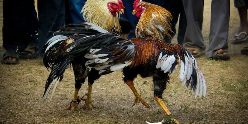 Bí kíp xổ gà hiệu quả