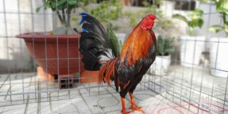 Cách chọn gà cuban chuẩn trong chiến đấu