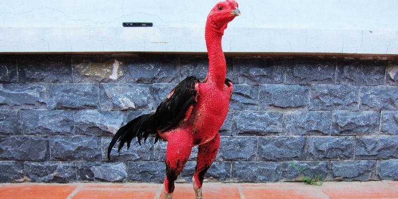 Chăm sóc gà chọi đúng cách