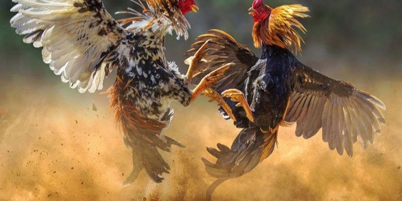 Giới thiệu xổ gà chọi