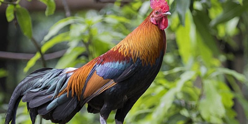 Tìm hiểu đôi nét cơ bản về giống gà cuban