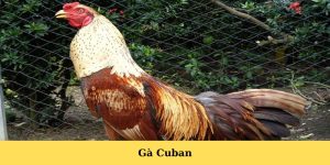 gà cuban