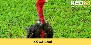 xổ gà chọi