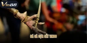 Đá gà cựa sắt