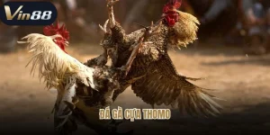 đá gà cựa Thomo